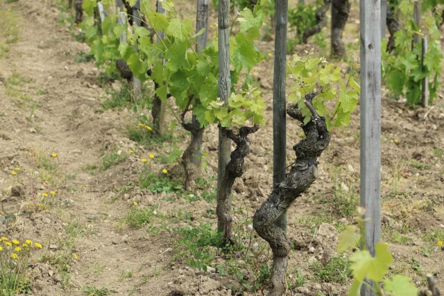 日本でのワイン用ブドウ栽培の難しさ 困難